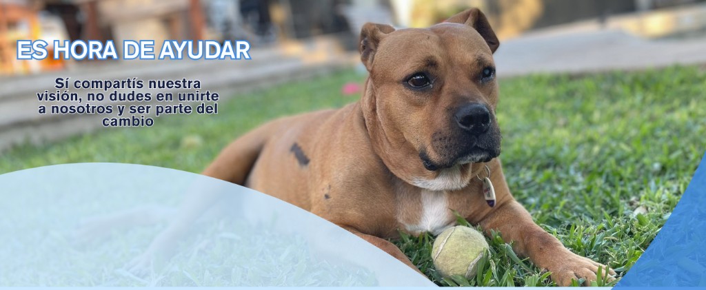 Banner final Fundacion Proyecto Greta