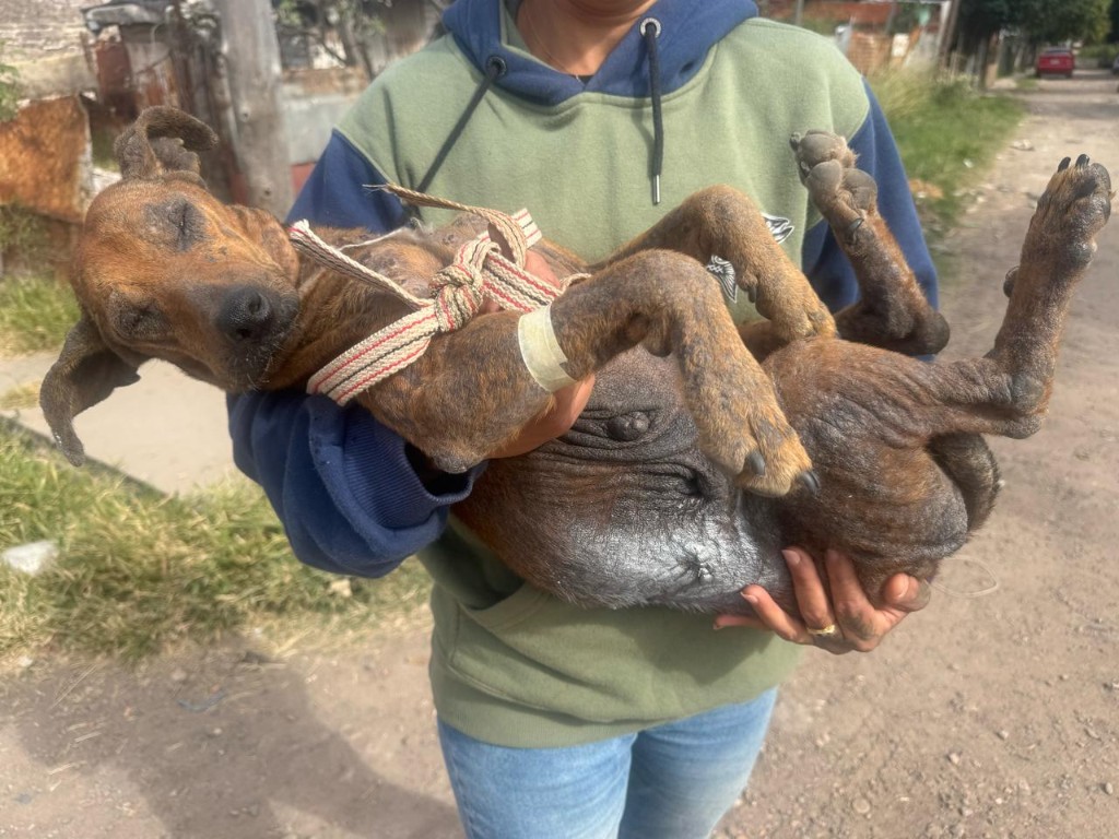 Rescate y ayuda animal