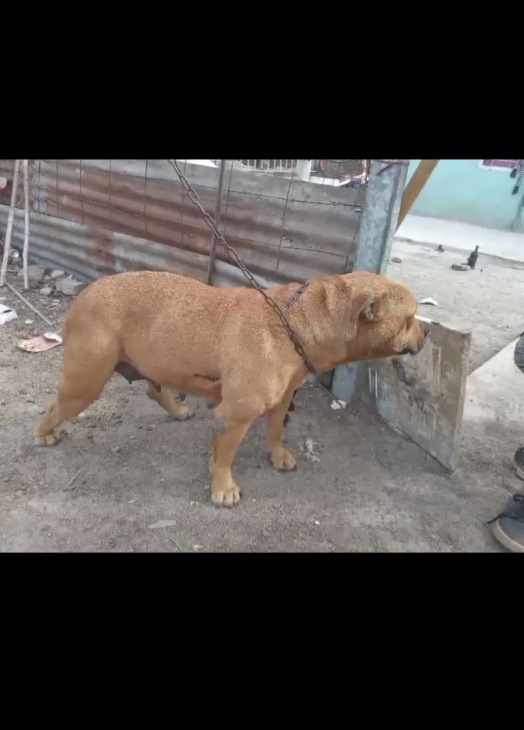Greta en el lugar del rescate, con cadena al cuello
