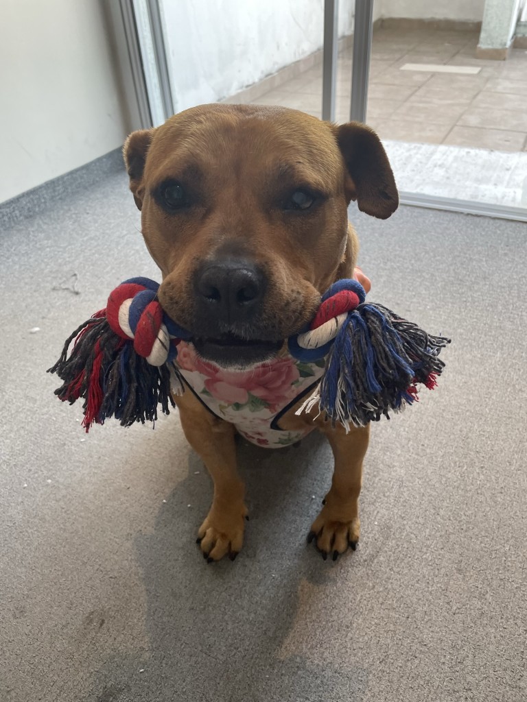 Greta en casa con un juguete de sogas en la boca
