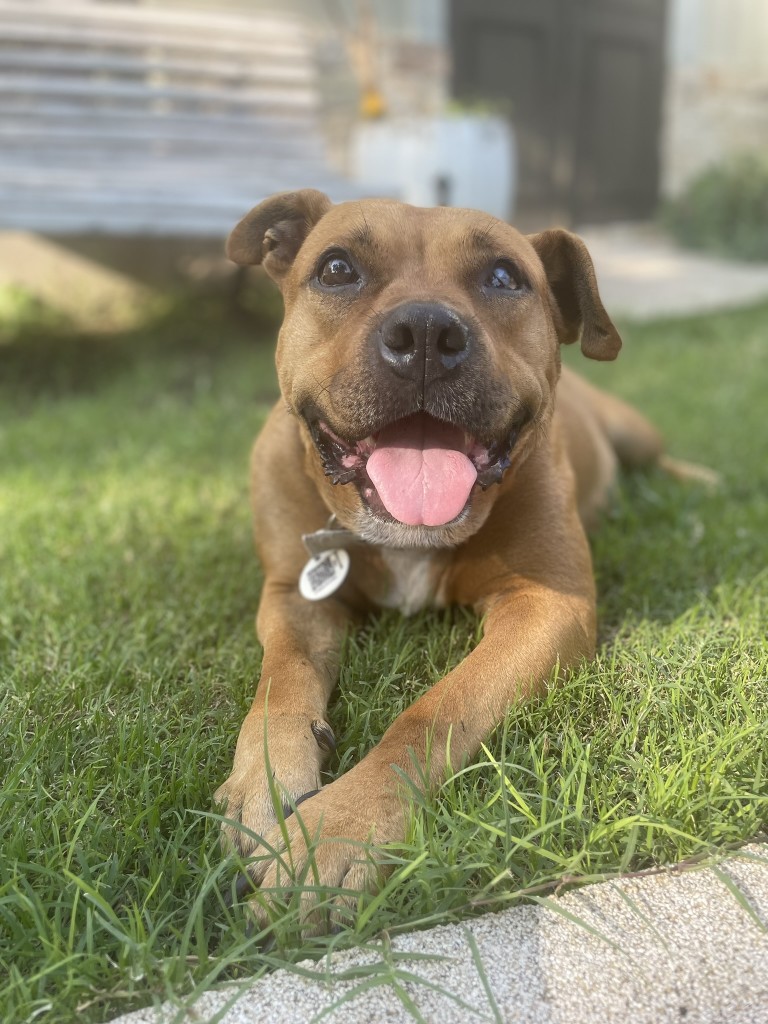 Greta descansando sobre el pasto, relajada