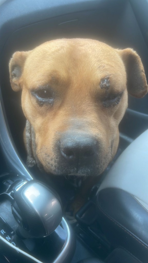 Greta al ser rescatada, con heridas visibles en el rostro