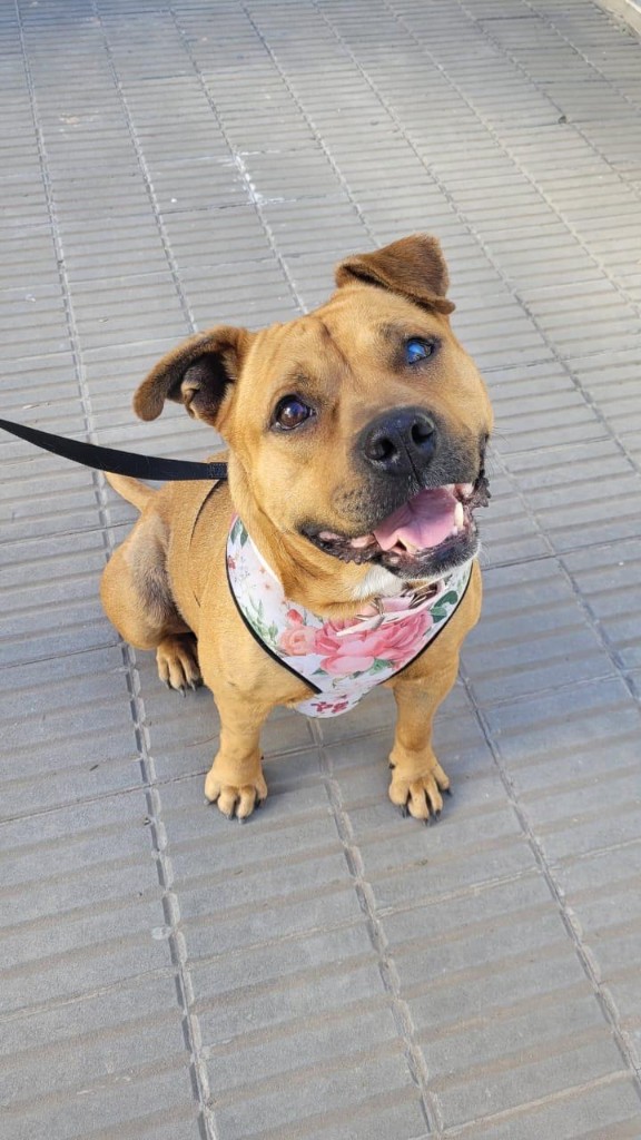 Greta sentada en la vereda, mirando a cámara