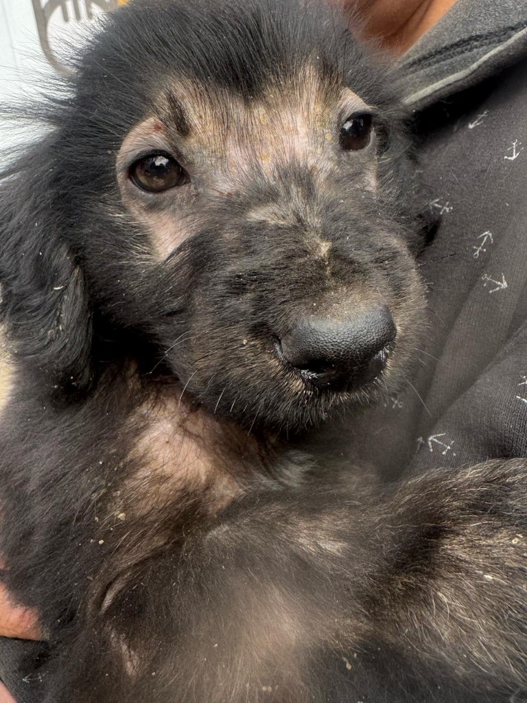 Cachorro rescatado con afección dermatológica, al cuidado de la fundación