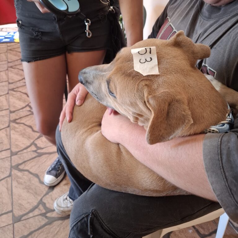 🐾 San Benito: Éxito en la Campaña de Castración Gracias al Esfuerzo Conjunto por el Bienestar Animal