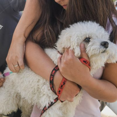 Atención veterinaria: aplicación de vacuna o medicación a un perro