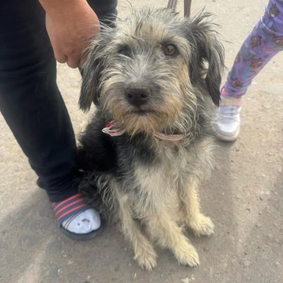 Perro acompañado por personas en la vía pública