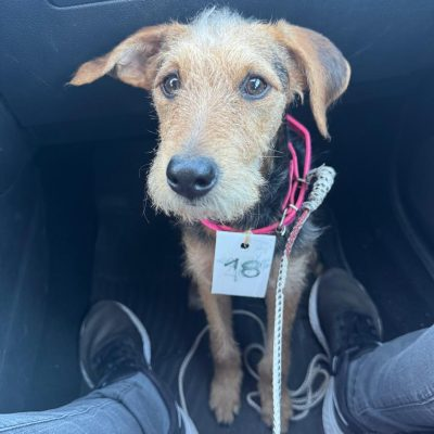 Perro trasladado en vehículo durante una jornada de campaña